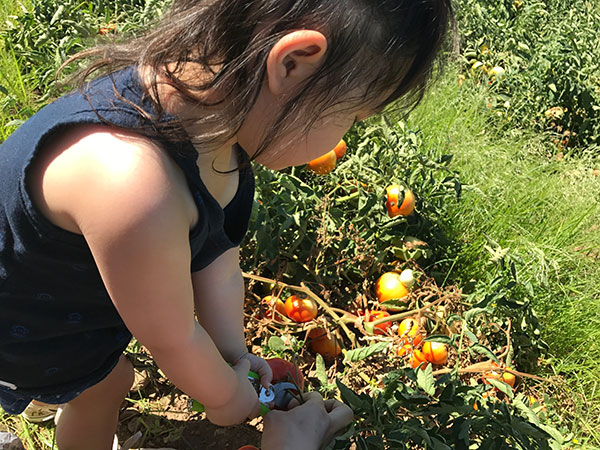 Fruit Picking with Kids in Sacramento.