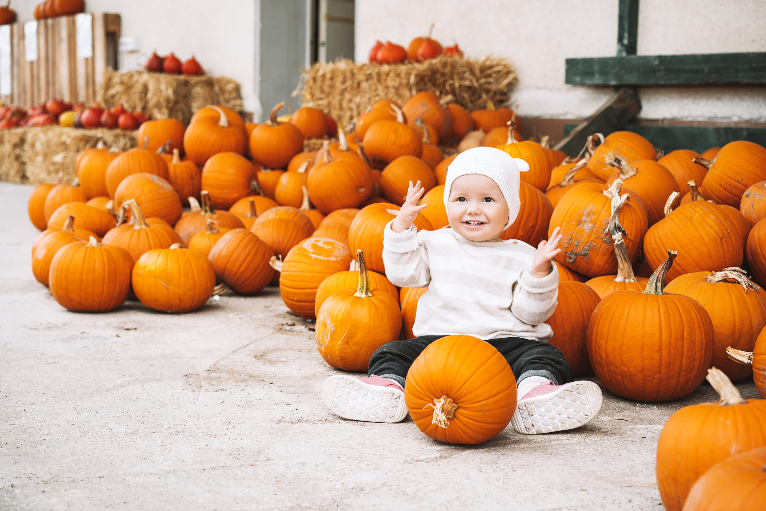 Pumpkin Patches in San Francisco and The Bay Area 