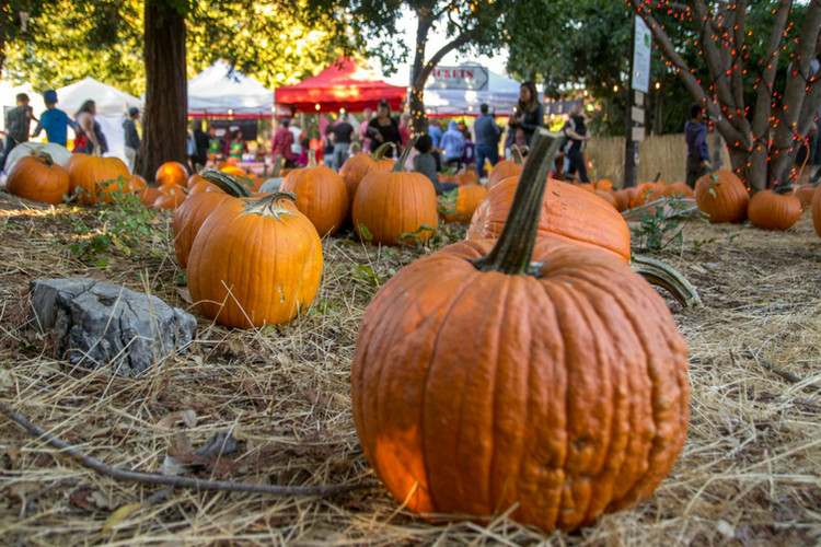 Best Pumpkin Patches in San Jose for the Halloween