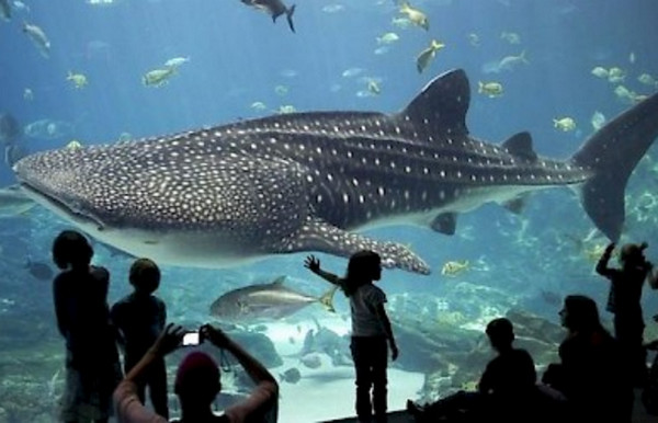 Things to do with kids on Thanksgiving Day in San Francisco - Aquarium of the Bay