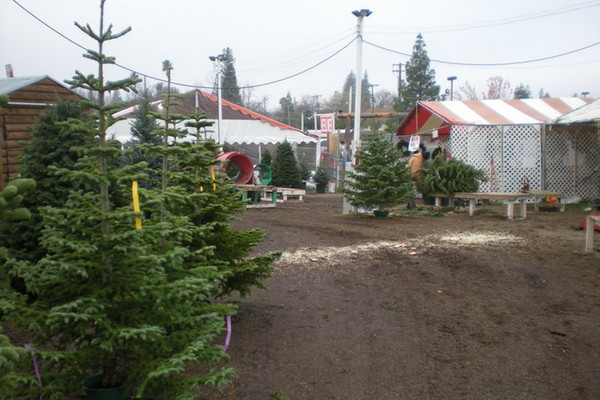 Bambi’s Christmas Tree Land - holiday season