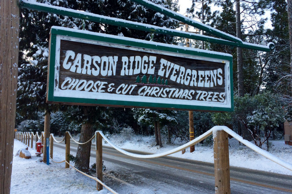 Carson Ridge Evergreens - Christmas tree farms near Sacramento 