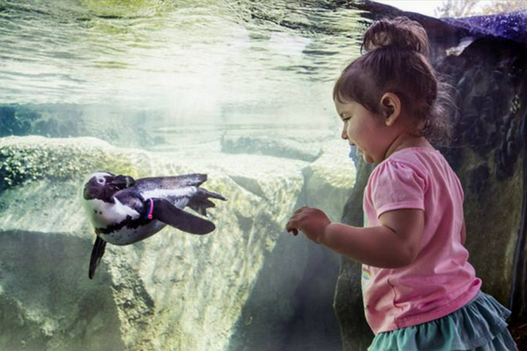 Fun things to do with kids in Chicago - Lincoln Park Zoo