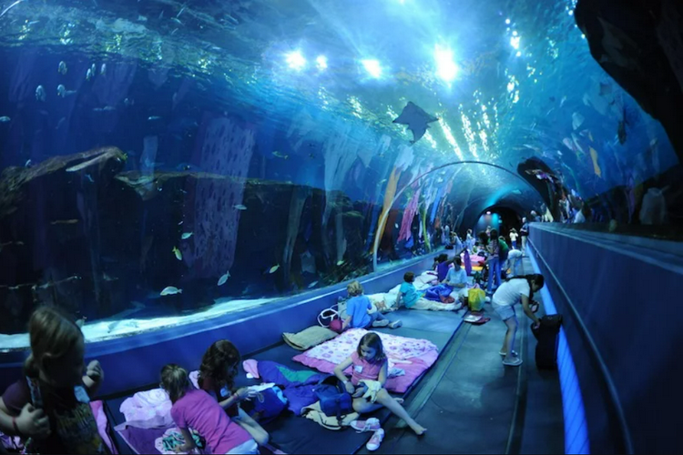 Atlanta kids activities and attractions - Georgia Aquarium