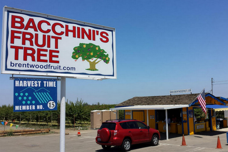 U-Pick local farms in Los Angeles - Bacchini’s Fruit Tree