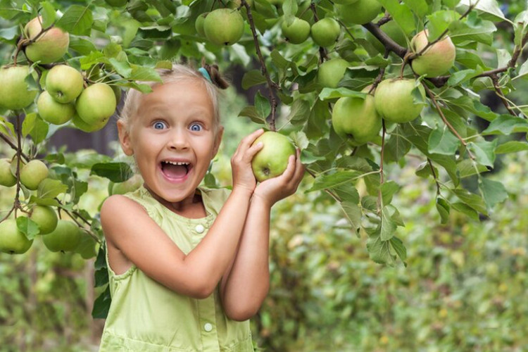 Best Fruit Picking with Kids in San Francisco | 4Kids.com