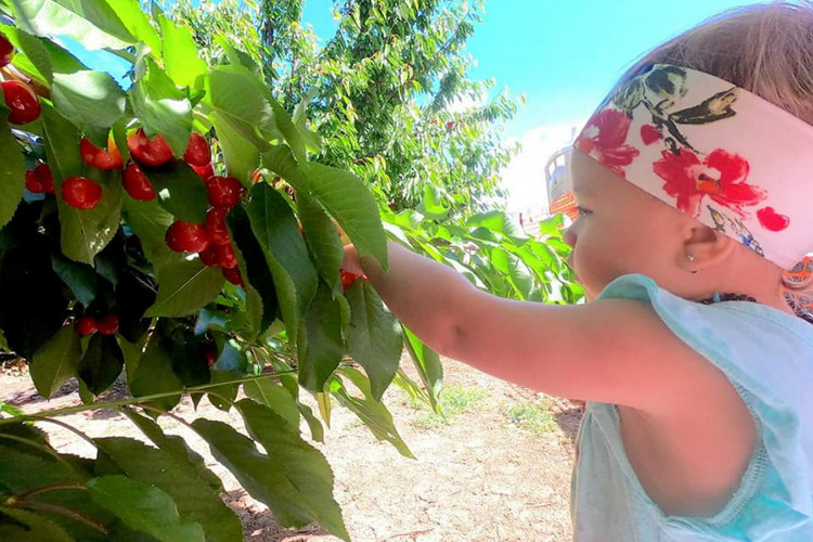 U-Pick local farms in Los Angeles - Cherry Time