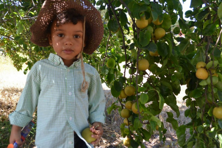Fruit picking with kids in Los Angeles - Chileno Valley Ranch