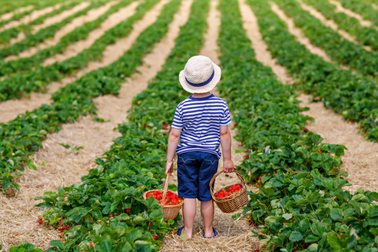 Fruit picking with kids in San Francisco - Cloverfield Organic Farm