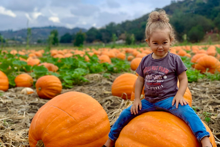Best pumpkin patches in San Diego -Bates Nut Farm