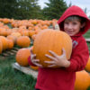 Best Pumpkin Patches in Santa Clara County to Visit this Fall