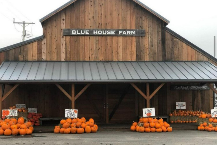 Blue House Farm - pumpkin farm near San Francisco