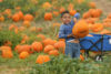 Best Pumpkin Patches In Los Angeles | 4Kids.com