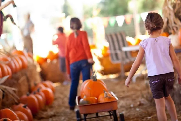 Best pumpkin patches in Los Angeles - Cougar Mountain