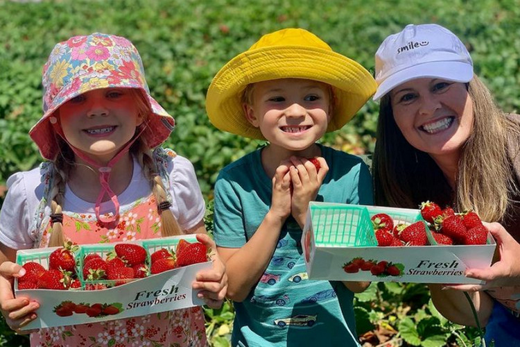 Fruit picking with kids in Los Angeles - South Coast Farms