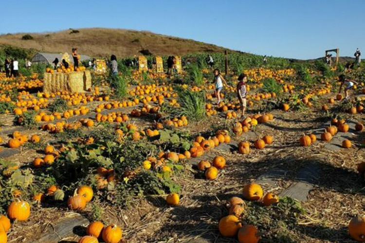 Pumpkin farm near Los Angeles - Tanaka Farms