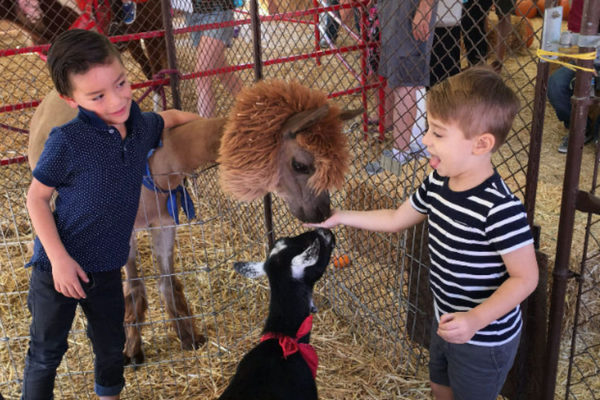 Best Pumpkin Patches in Los Angeles | 4Kids.com