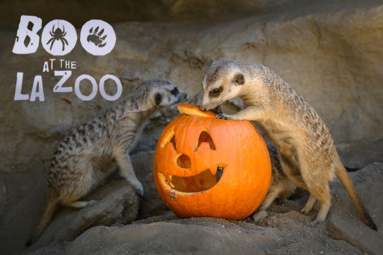 Halloween events in Los Angeles - Boo at the L.A. Zoo Trick or Treat Weekends