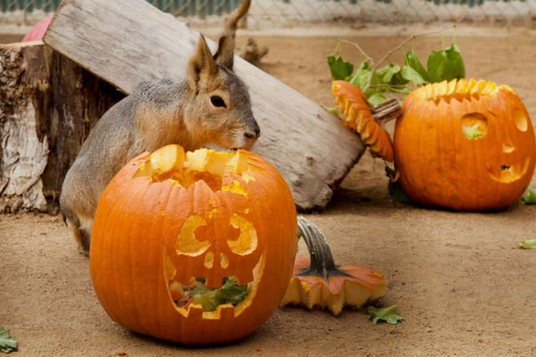 Trick or treat events in Los Angeles - Halloween Zoo-Tacular