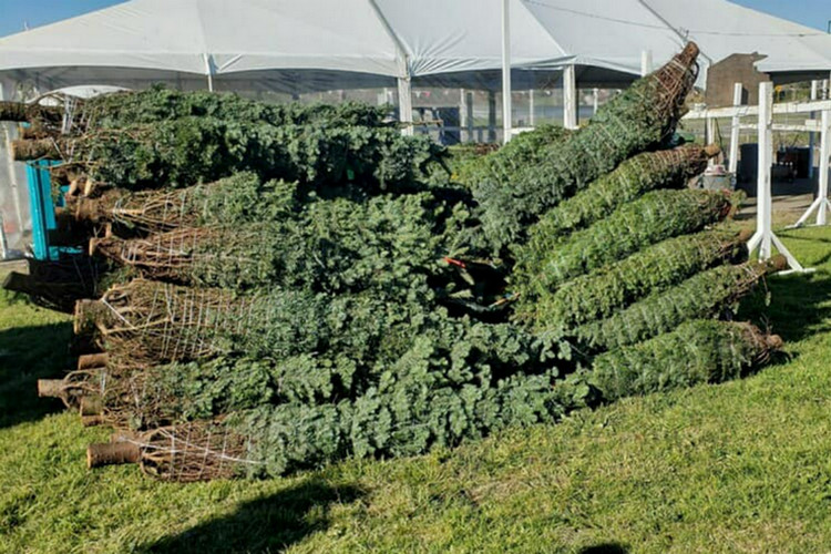 choose and cut tree farms San Francisco - Brent's Christmas Trees
