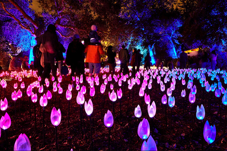 Places to see Christmas Lights in Los Angeles - Enchanted: Forest of Light