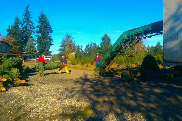choose and cut tree farms in Sacramento - Northwood Christmas Trees 