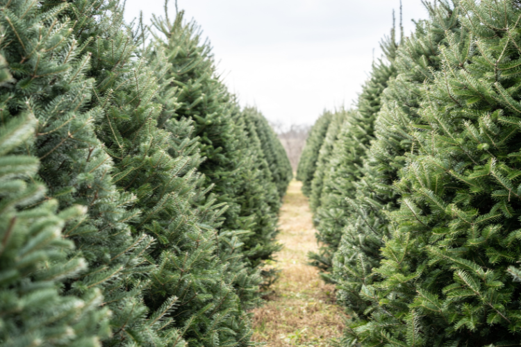 Christmas Tree Farms near San Francisco - Sausalito Farms