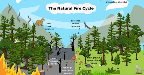 Fire Ecology - EcoCenter Family Event