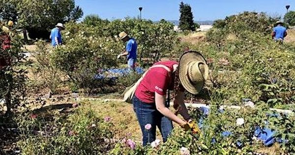 Heritage Rose Garden Volunteer Workday