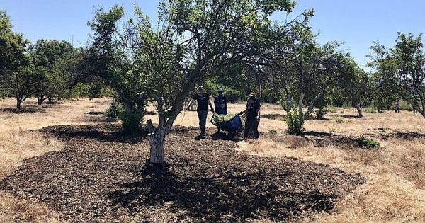 Historic Orchard Workday at the Guadalupe River Park