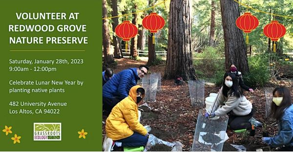 Volunteer Outdoors in Los Altos Lunar New Year Planting at Redwood Grove (1)
