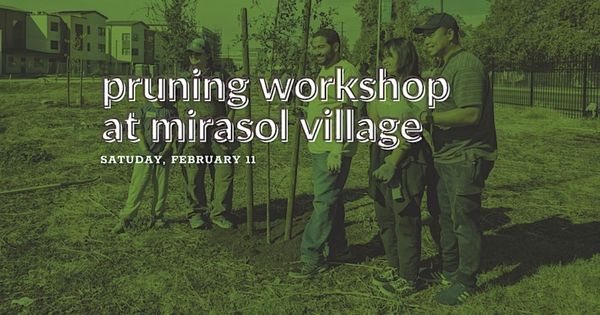 Pruning Workshop at Mirasol Village