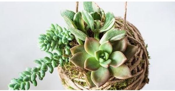 Succulent Kokedama Design (18 and over only)