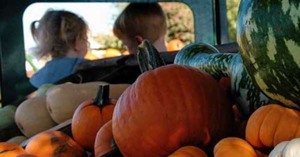 Bishop's Pumpkin Farm