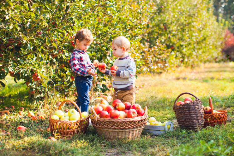 U-Pick and local farms in Sacramento - Davis Ranch