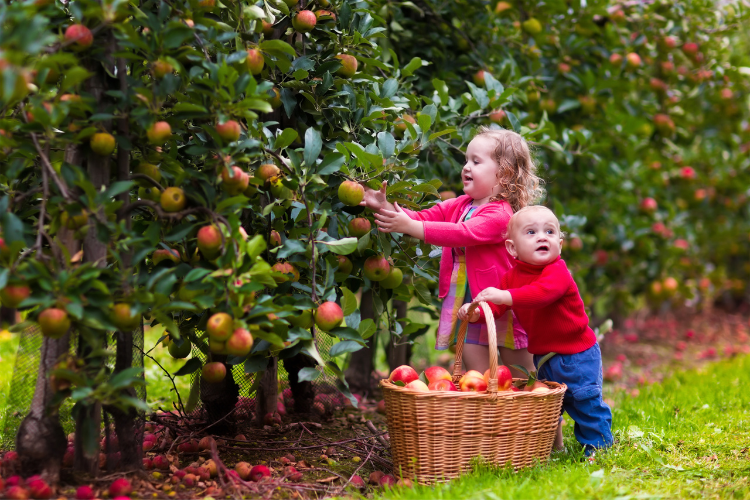 U-Pick and local farms in San Jose