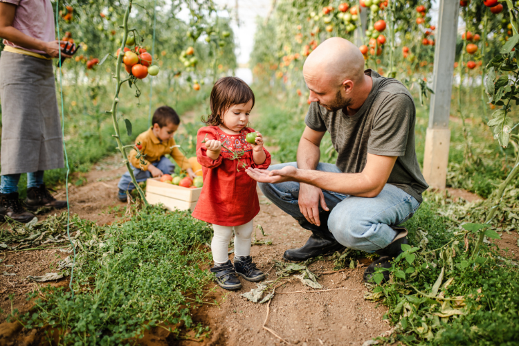 Fruit picking with kids in Sacramento - Steamboat Acres