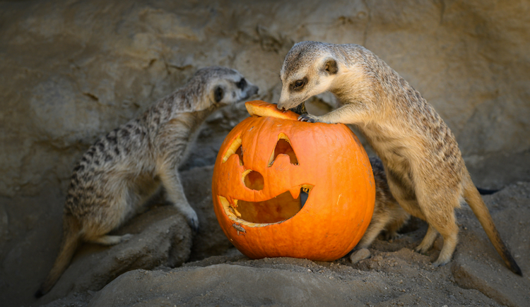 Boo at the L.A. Zoo Trick-or-Treat Weekends