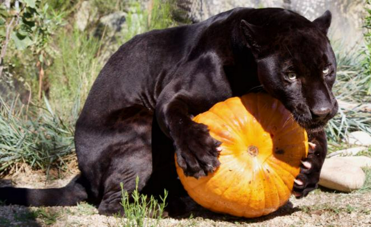 Halloween Zoo-Tacular