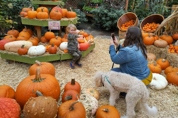 Westbrae Nursery - Our List of Pumpkin Patches in the San Francisco Bay Area