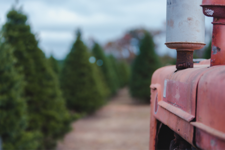 Choose and cut tree farms in San Jose this Christmas season - ABC Tree Farms