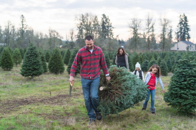 Choose and Cut Christmas Tree Farms near Sacramento