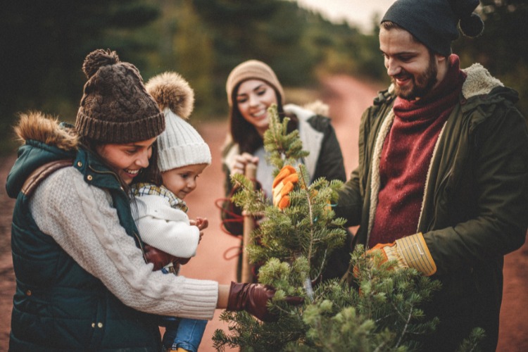 Christmas Tree Farms Near San Jose