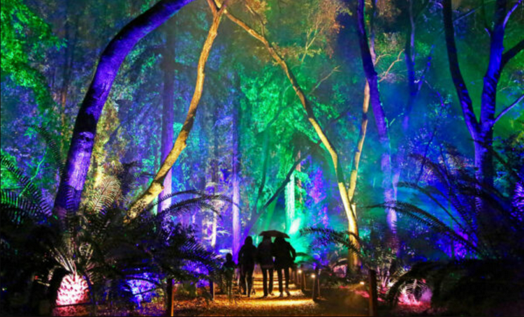 Enchanted: Forest of Light