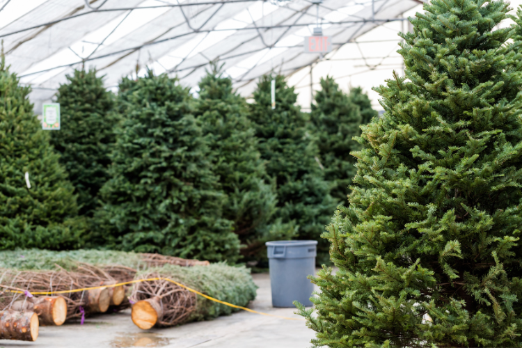 Pick Up Christmas Tree Lots in Sacramento