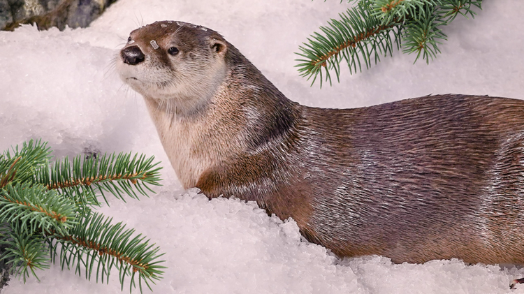 Thanksgiving Day event in San Francisco with kids - River Otter Snow Days