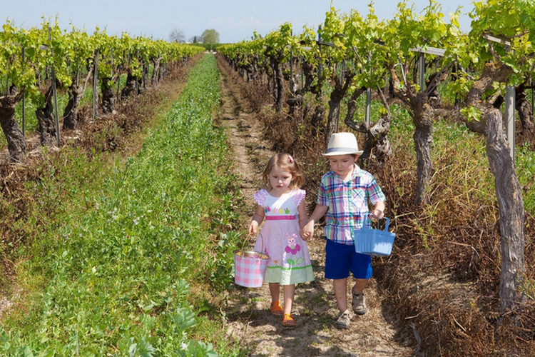 Easter events in Fresno - 
 Easter in the Vines