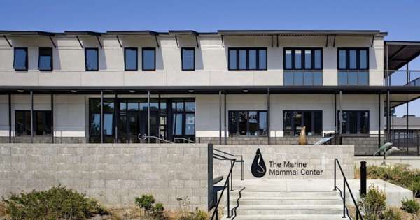 Marine mammal Center