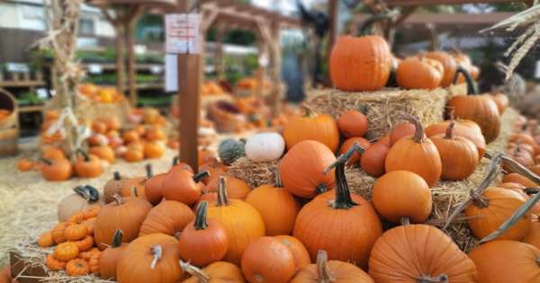 Annual Pumpkin Patch