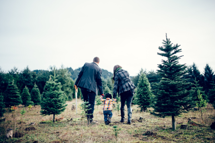 Christmas Tree Farms near San Jose - Black Road Christmas Tree Farms